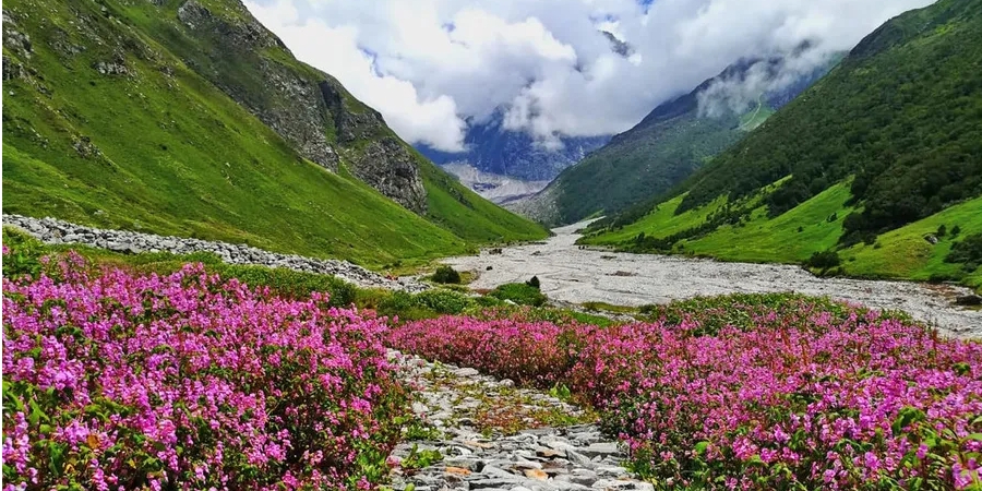 Blooming alpine flowers in Valley of Flowers during monsoon